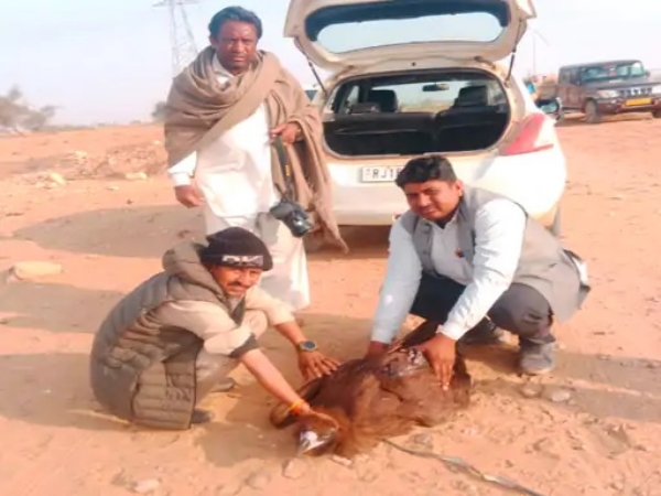 करंट से घायल सिनेरियस गिद्ध को वन विभाग ने किया रेस्क्यू, ईगल की मौत