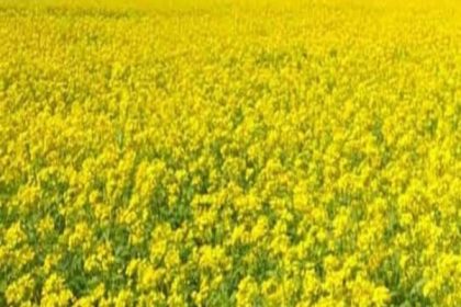 कोहरे से सरसों में रोग एवं कीड़ो की प्रबल संभावना