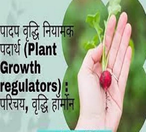 गेहूं की पैदावार बढ़ाने वाला प्लांट ग्रोथ रेगुलेटर का करें प्रयोग