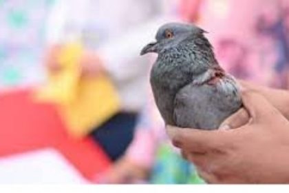 घायल पक्षियों के लिए तीन दिवसीय चिकित्सा शिविर शुरू