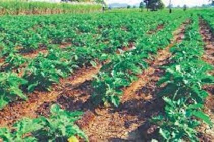 वैज्ञानिकों की सलाह : सब्जियों को पाले से बचाएं, खेती में नमी का रखें ध्यान