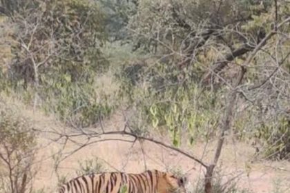 सरिस्का को आबाद करने वाली उम्रदराज बाघिन एसटी 2 की बीमारी से मौत