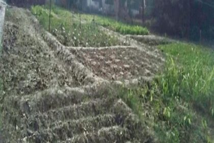 उत्तम स्वास्थ्य का आधार है पोषण गृह वाटिका