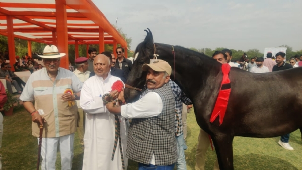 अदन्त बछेरी प्रतियोगिता में मोहन सिंह गोटन की शिव गामिनी रही प्रथम