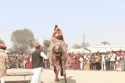 मेले में आया ऊंट।