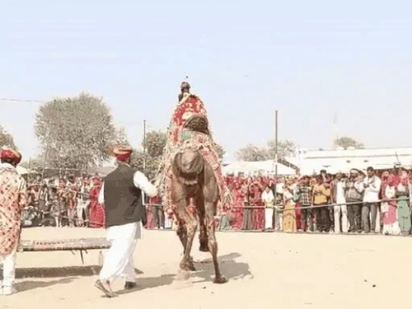 मेले में आया ऊंट।