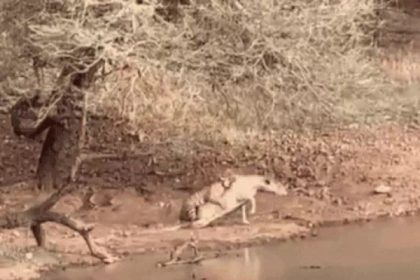 शिकार।