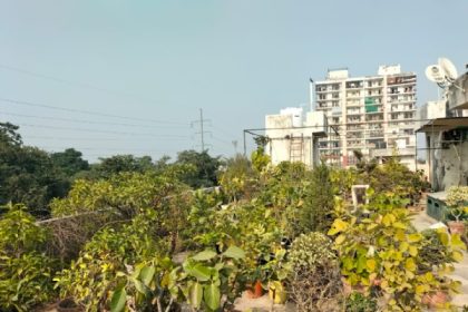 शौक : वह अपने बच्चों की तरह पालते हैं बोनसाई